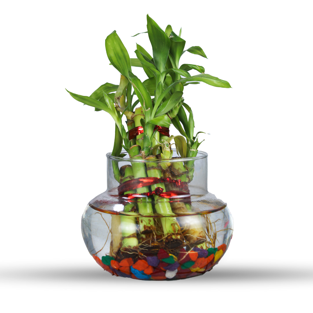 Lucky Bamboo Plant