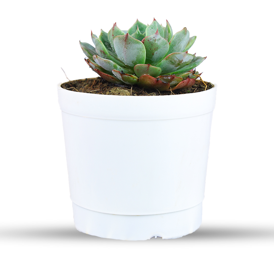Echeveria Pegasus